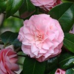 Camelia